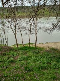 Bare trees on field