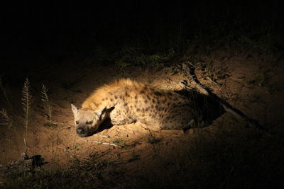 Hyena relaxing on field at kruger national park
