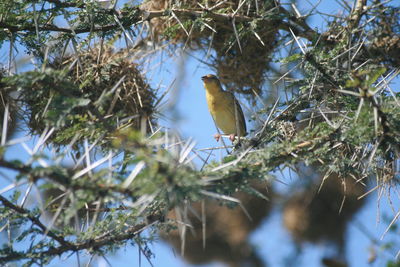 Bird perching on branch