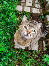 Portrait of cat on grass