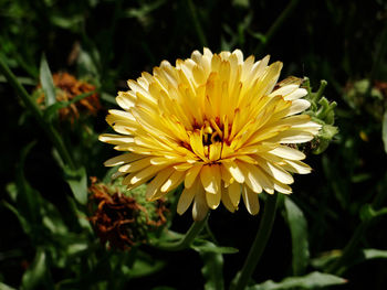 Close-up of honey bee on yellow flower