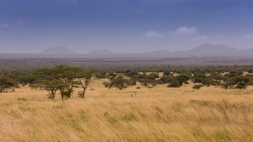 Scenic view of field against sky