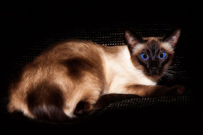 Close-up portrait of cat sitting on floor