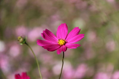 Close-up of pink cosmos flower