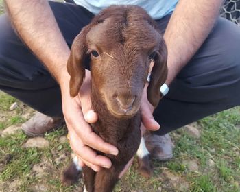 Low section of man touching lamb on field