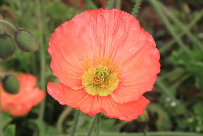 Close-up of red flower