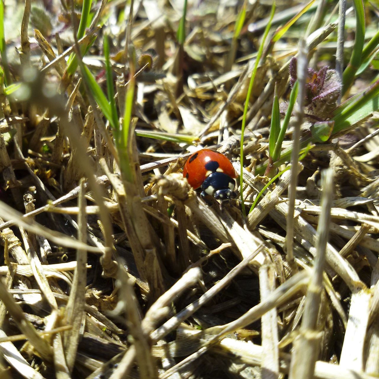 ladybug, animal themes, nature, grass, insect, animals in the wild, growth, one animal, close-up, spotted, no people, day, outdoors