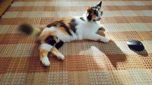 Cat on tiled floor