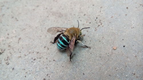 High angle view of insect