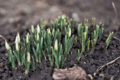 Close-up of plants growing on field