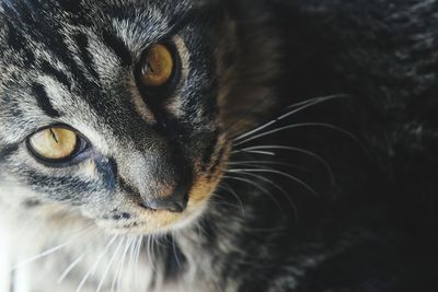 Close-up portrait of cat