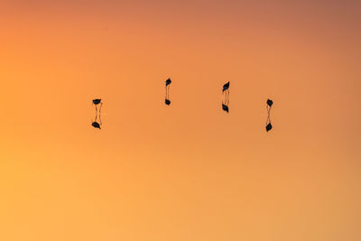 Symmetry view of silhouette birds in water during sunset