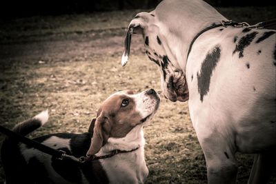 Side view of dogs