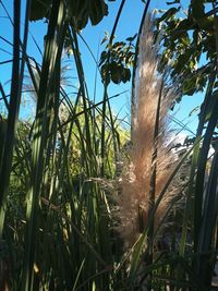 Low angle view of crops growing on field against sky