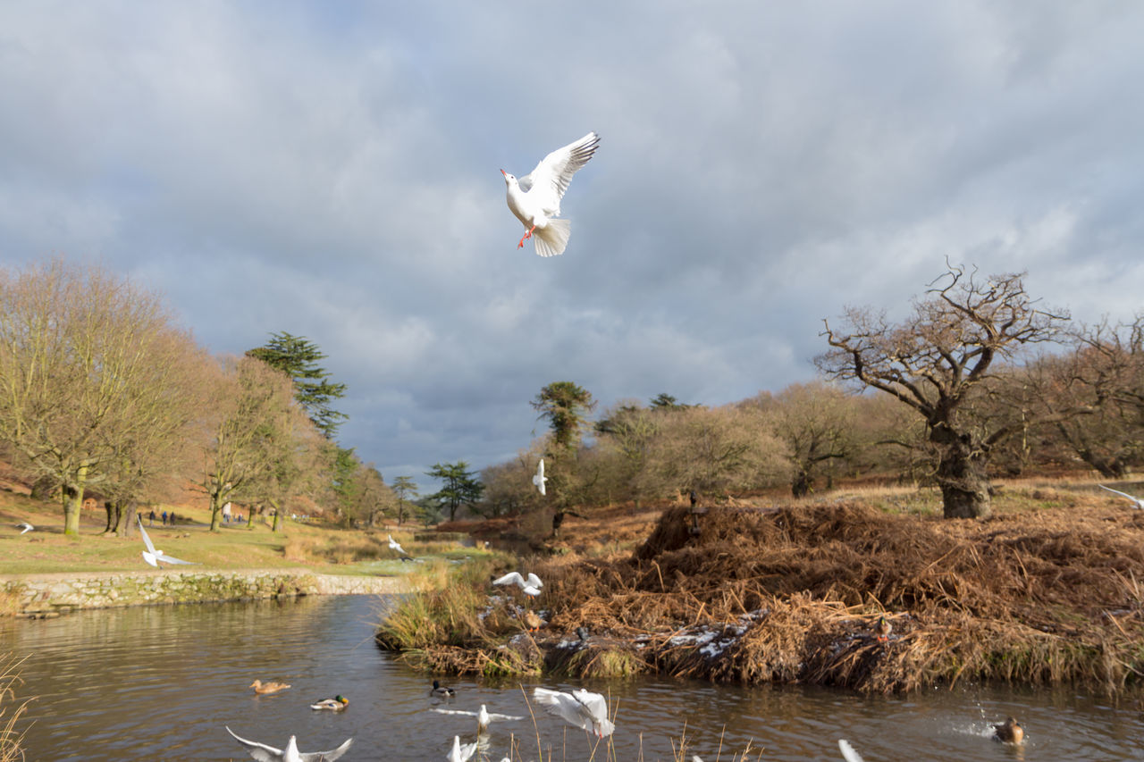 BIRDS FLYING OVER RIVER