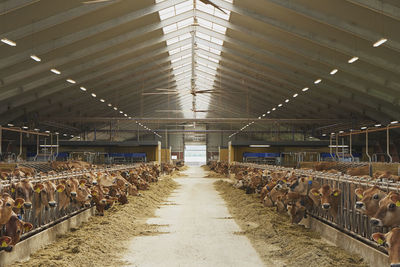 High angle view of people walking on street