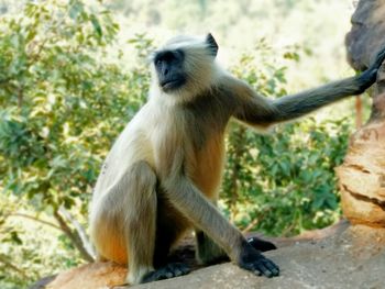 Close-up of monkey sitting outdoors