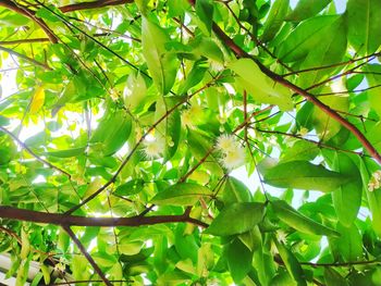 Low angle view of tree