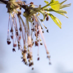 Close up of the flowering acer negundo, box elder, boxelder maple, ash-leaved maple, maple ash, elf, 