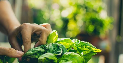 Cropped image of woman hand cleaning spinach in kitchen