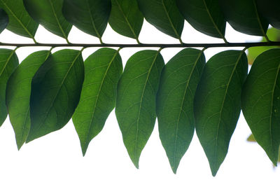 Close-up of leaves against white background