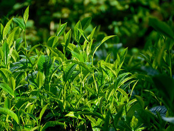 green