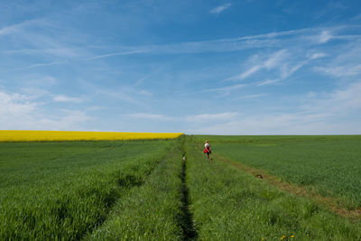 Woman walking her dogs on agricultural field