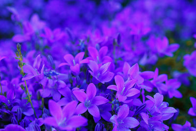 Close-up of purple flowering plants