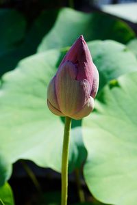 Close-up of lotus water lily