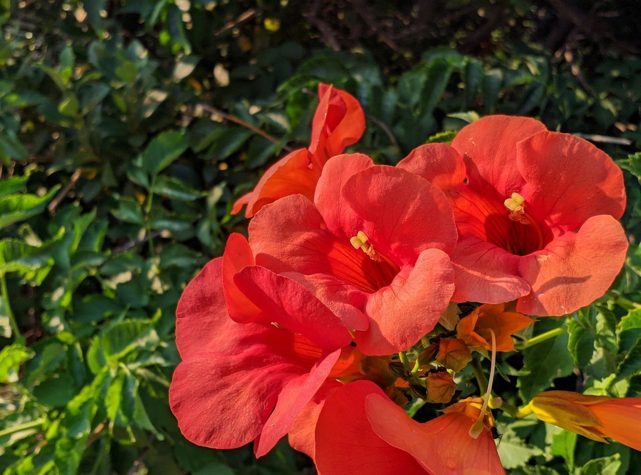 CLOSE-UP OF RED ROSE IN GARDEN