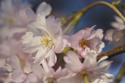 Close-up of white cherry blossom flowers
