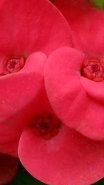 Full frame shot of pink flower