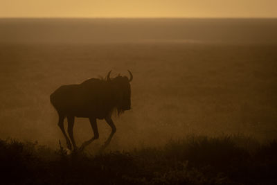 View of wildebeest on field against sky