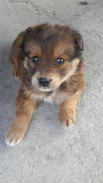 Close-up portrait of puppy