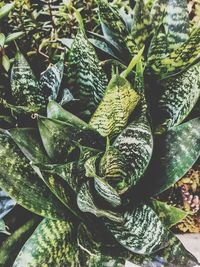 High angle view of succulent plant on field