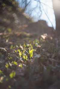 Close-up of plant