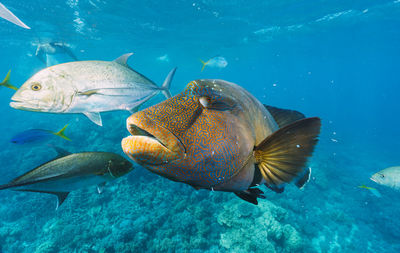 Close-up of fish swimming in sea