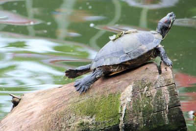 Close-up of tortoise swimming in lake