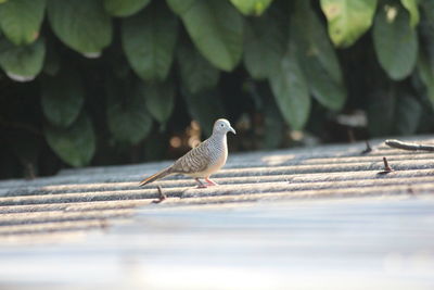 Close-up of bird perching on wood