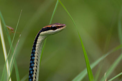 Close-up of an insect on grass