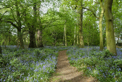 Footpath amidst trees in forest