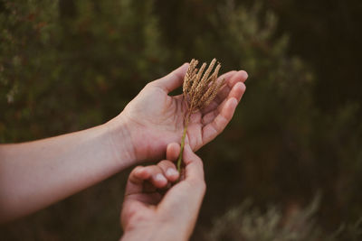 Close-up of hands holding flower