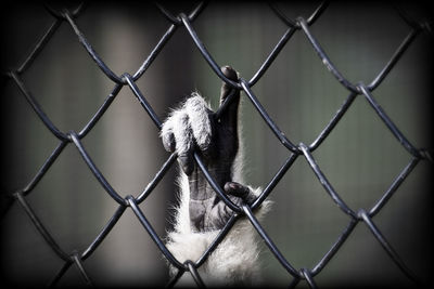 Close-up of monkey holding chainlink fence at zoo