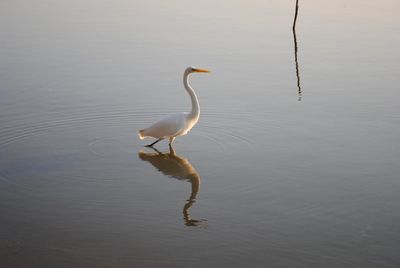 Reflection of trees in water