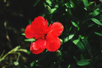 Close-up of red flower