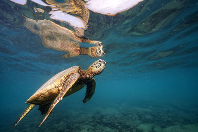 Turtle swimming in sea