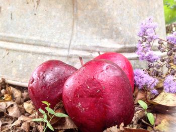 Close-up of red chili pepper