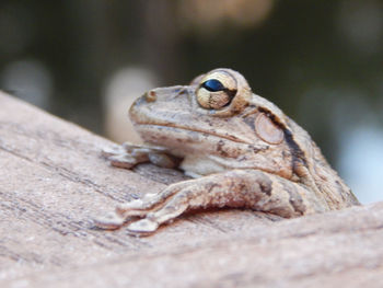 Close-up of toad
