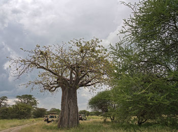 Trees on field against sky