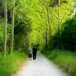 Rear view of two dogs walking on road in forest